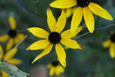 Close-up of yellow flowering plant