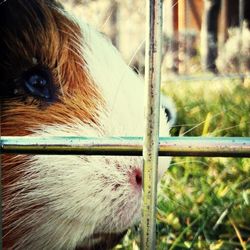 Close-up of goat