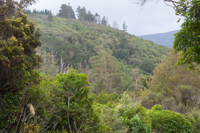 Scenic view of forest