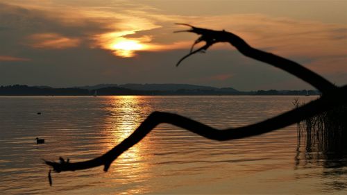 Silhouette birds on lake against sky during sunset