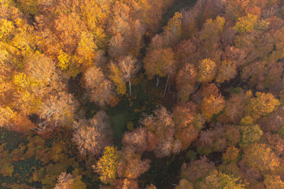 Full frame shot of trees