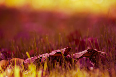 Close-up of plants against blurred background