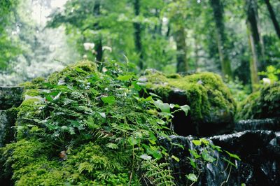 Close-up of moss growing on rock in forest