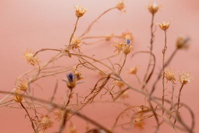 Close-up of plant against blurred background