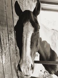 Close-up of horse