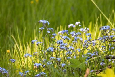 Close-up of forget me not flowers on field