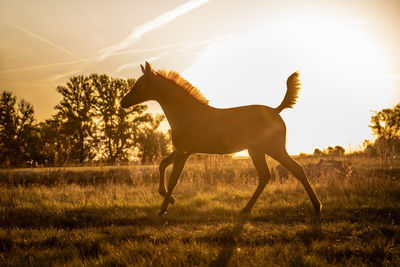Young brown foal running on pasture with tail up while dawn
