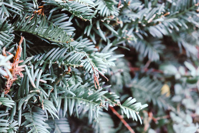 Close-up of pine tree leaves