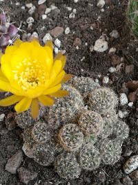 Close-up of yellow cactus flower