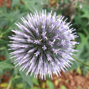 Close-up of thistle blooming outdoors