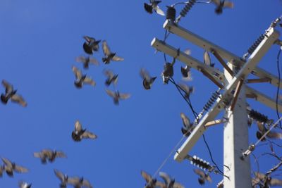 Low angle view of birds perching against clear blue sky