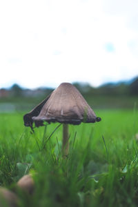 Close-up of grassy field