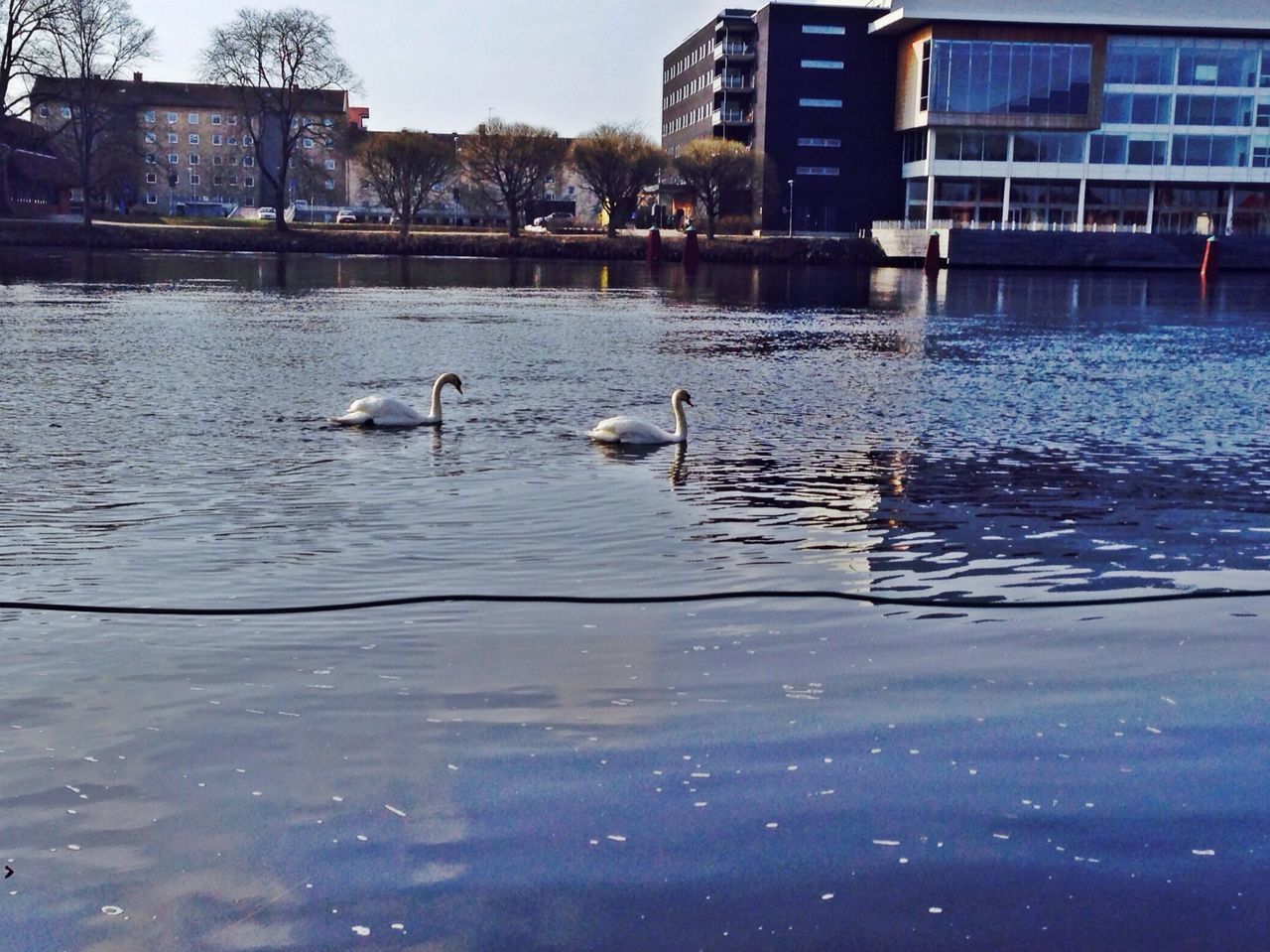 animal themes, bird, water, animals in the wild, wildlife, swimming, waterfront, built structure, building exterior, reflection, architecture, one animal, duck, rippled, lake, two animals, water bird, swan, nature