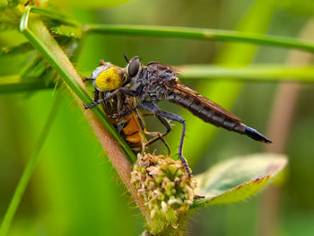 Close-up of insect perching on plant