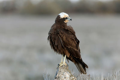 Close-up of eagle perching