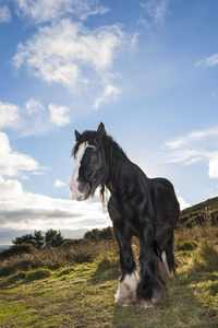 Horse standing on field against sky