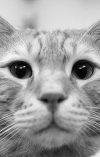 Close-up portrait of cat
