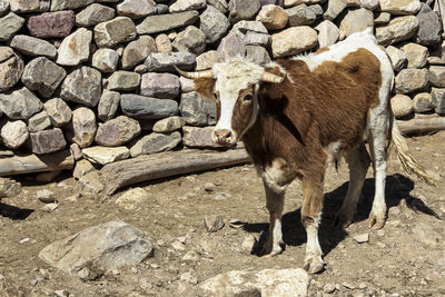 Horse standing on rock