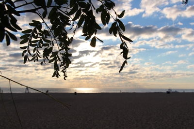 Silhouette plant on beach against sky during sunset