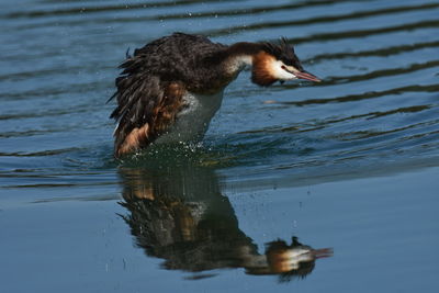 Duck swimming in lake