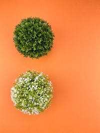 Directly above shot of coconut against orange background