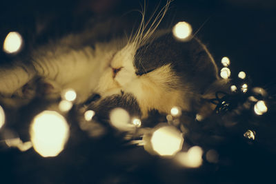 Close-up of illuminated cat