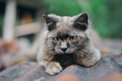 Close-up of brown cat sitting outdoors