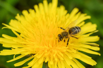 Close-up of bee on yellow flower