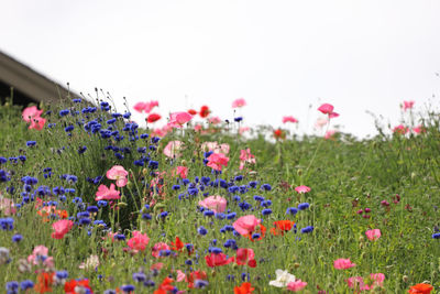 Close-up of pink flowering plants on field against clear sky