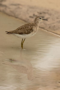 View of seagull on beach