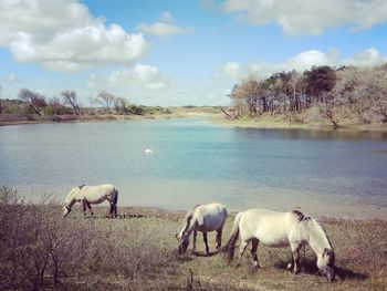 Sheep grazing by lake against sky