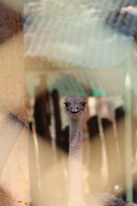 Close-up of lizard