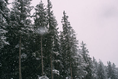 Low angle view of pine trees against sky in winter