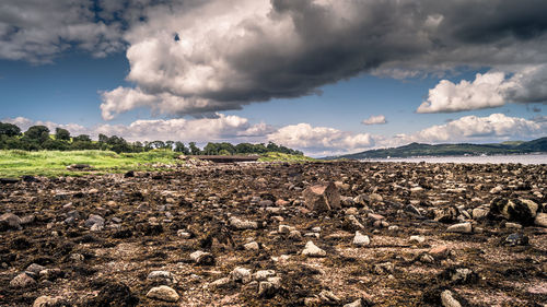 View of sheep on field against sky