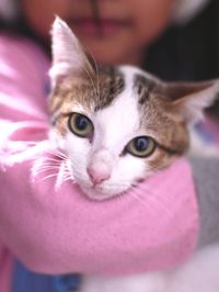 Close-up portrait of cat