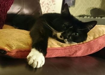 Close-up portrait of cat lying on sofa