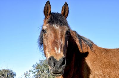 Close-up of a horse against clear blue sky