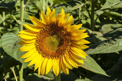 Close-up of sunflower