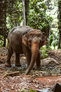 indian elephant