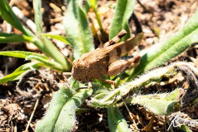 Close-up of plants growing on field