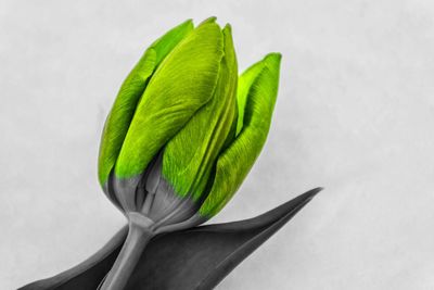 Close-up of plant against white background