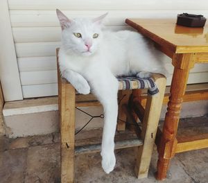 Cat sitting on chair