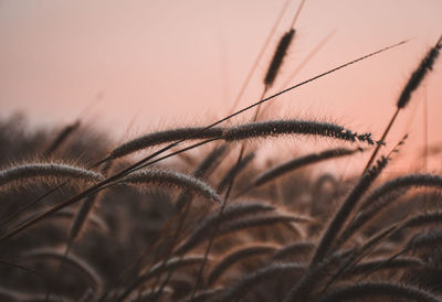 Close-up of stalks against sky at sunset