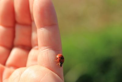 Close-up of ladybug on finger