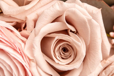 Beige pink fresh rose petals in macro. soft focus. backdrop for wedding invitation. 