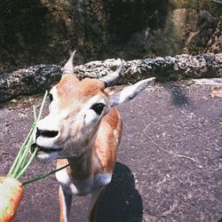 Close-up of giraffe