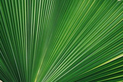 Full frame shot of palm leaf