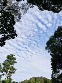 Low angle view of trees against sky