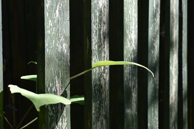 Close-up of green plant by fence