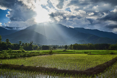 Scenic view of agricultural field against mountains